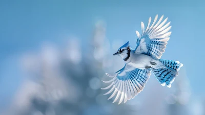 BlueJay Bird Flying Winter scene 